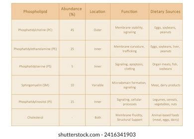 Phospholipid Types Photos Images Pictures Shutterstock