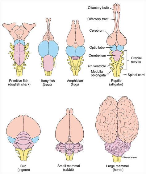 190 Brain Evolution ideas in 2021 | evolution, brain, brain anatomy