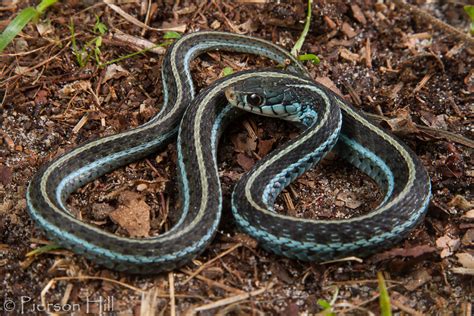 Bluestripe Garter Snake Thamnophis Sirtalis Similis Flickr