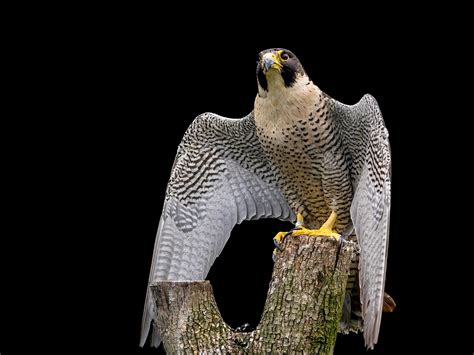 shaheen bird wallpaper