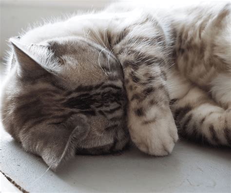 Cat Sleeping Positions And What They Mean - Cat Care Checklist