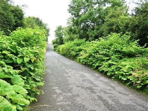 Japanese Knotweed Image Gallery Japanese Knotweed And Invasive Plant