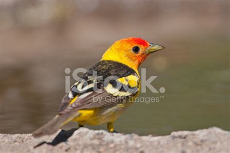 Western Tanager Stock Photo | Royalty-Free | FreeImages