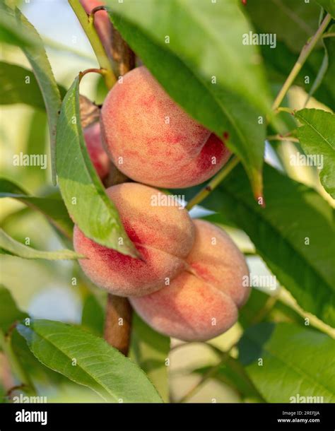 Frost Peach Persika Prunus Persica Stock Photo Alamy