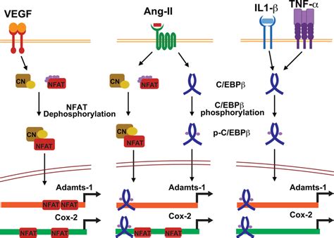 Differential Transcriptional Activation Of The Adamts 1 And Cox 2 Genes