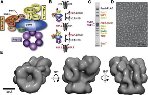 Molecular Architecture Of The ATP Dependent Chromatin Remodeling