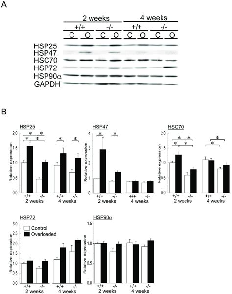 Expressions Of Heat Shock Proteins Hsps And Heat Shock Cognate