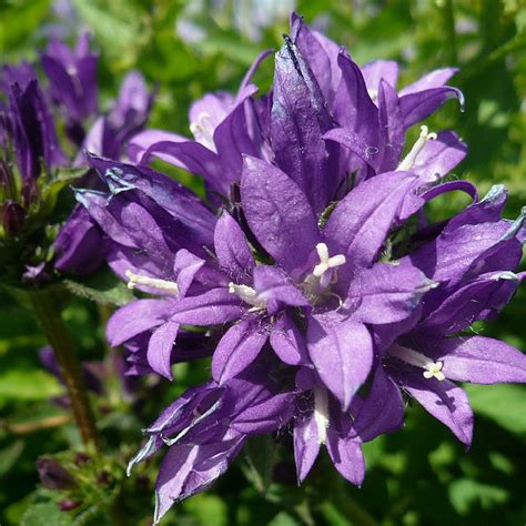 Campanula Glomerata Superba Find Haveplanter