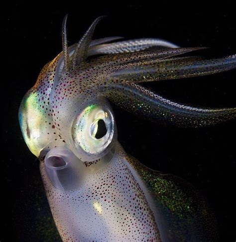 anoceanloverworld-blog: A southern calamari squid... - Rhamphotheca