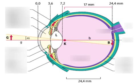 Aufbau Des Auges Diagram Quizlet