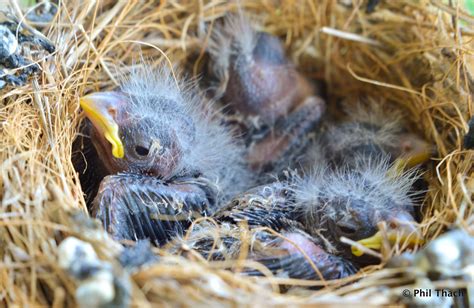 House Finch Nestlings 3 29 12 Finch House Animals