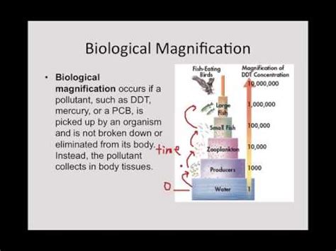 Biomagnification - YouTube