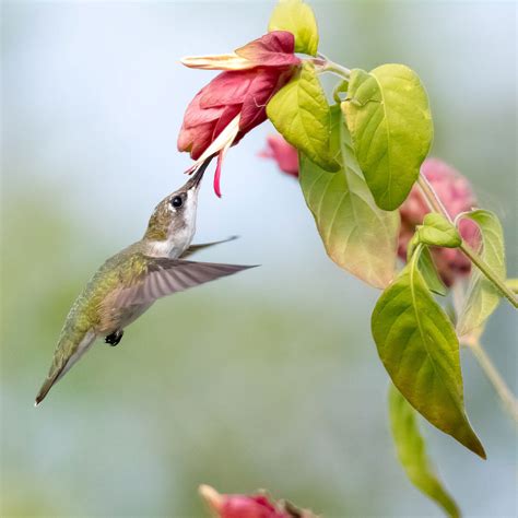 How Do Birds Taste Their Food Audubon