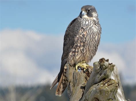 Falcon Facts Types Classification Habitat Diet Adaptations