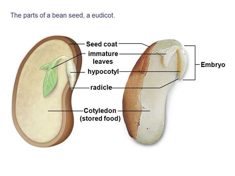 Anatomy Of A Bean Seed A Visual Guide