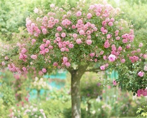 Rozenboom Prachtig Tuin Bloesembomen Bloeiende Bomen