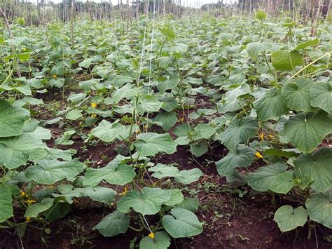 My Cucumber Farming Experience In Lagos Agriculture 5 Nigeria