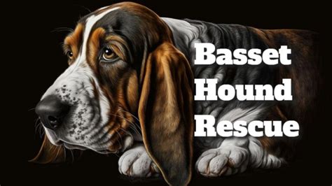 Basset Hound Rescue: Giving a Second Chance to our Four-legged Friends ...