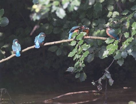 Jonge Ijsvogels Langs De Donge Ijsvogel In S Gravenmoer