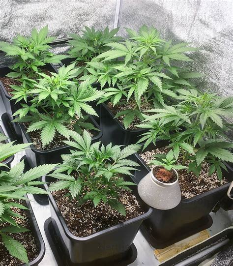 Big Bud Auto Feminized Seeds For Sale Herbies Seeds