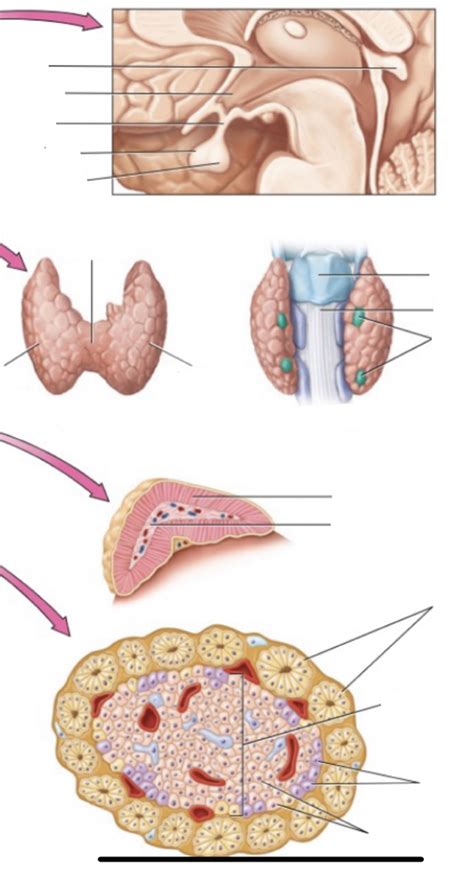 Lab 1 Organs And Tissues Of The Endocrine System Pt 2 Diagram Quizlet