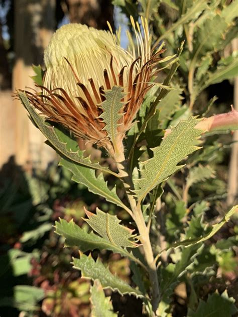 Banksia Heliantha The Ruth Bancroft Garden And Nursery