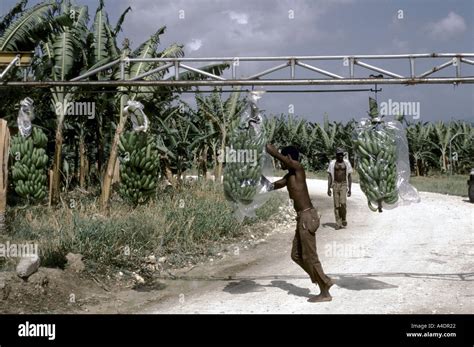 Banana plantation, Jamaica Stock Photo - Alamy