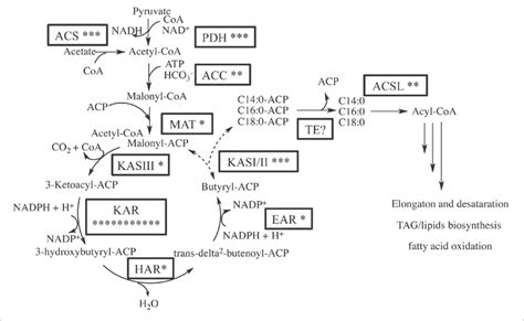 Putative Fatty Acid Synthesis Fas Pathway In Chaetoceros Gsl56 Download Scientific Diagram