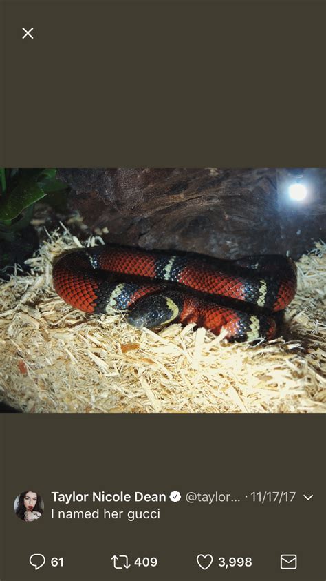 Gucci The Snake 🐍 Taylorndean Pet Snake Taylor Nicole Dean Animals