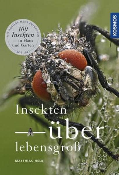 Insekten Berlebensgro Das Honigh Uschen In Bonn