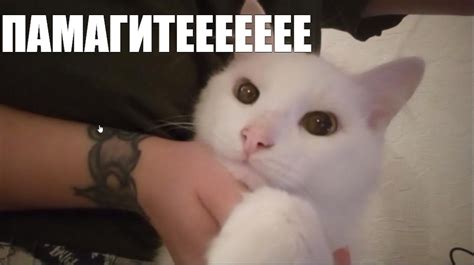 Создать мем "кошка белая, кот белый, кот" - Картинки - Meme-arsenal.com