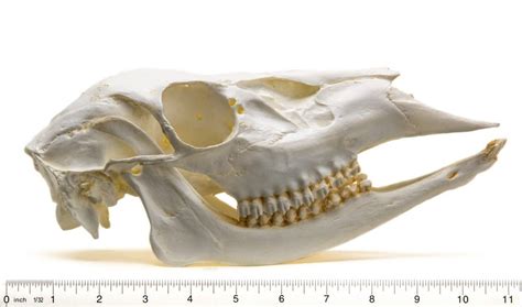 Deer Skull Anatomy | ubicaciondepersonas.cdmx.gob.mx