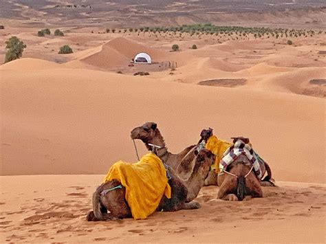 Journeying Through The Enchanting Sands Of Sahara Desert Morocco