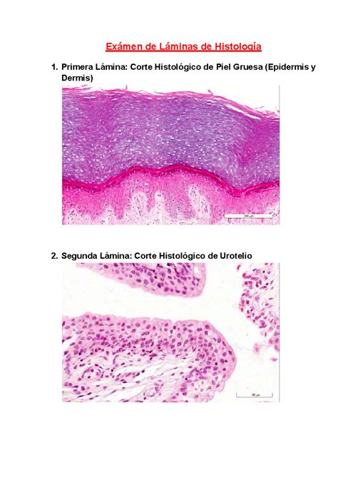 Exámen de Láminas de Histología Histología humana Exámen de Láminas