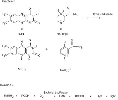 Webpapers 2001 Overview Of Fmn Reactions