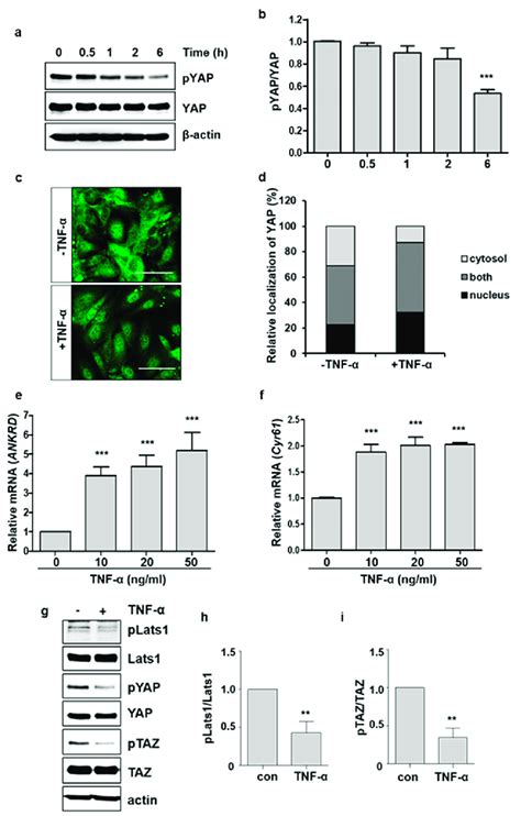 TNF α induces YAP nuclear translocation and activation in endothelial