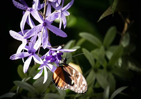 Mariposa Insecto Mariposas Foto Gratis En Pixabay Pixabay