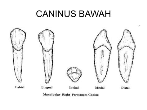arti mimpi gigi bawah patah menurut islam 11