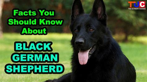 Black German Shepherd Facts You Should Know About Tuc Youtube