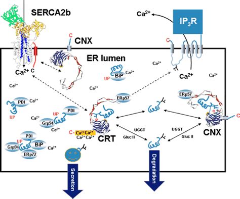 Calreticulin And Calnexin Calcium Binding And Signaling Endoplasmic