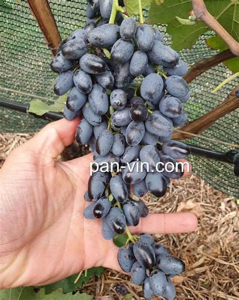 Кишмиш Джой — pan-vin.com