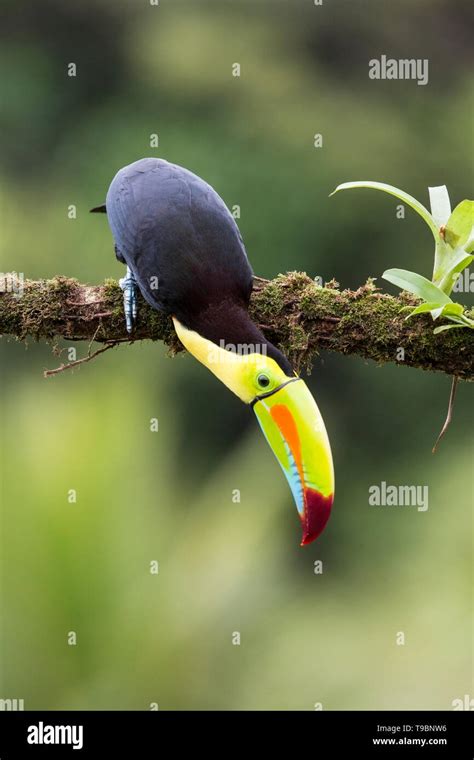 Keel Billed Toucan Ramphastos Sulfuratus Adult Perched On Tree Branch