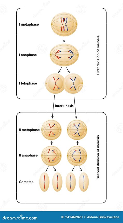 División De Meiosis La Meiosis Se Divide En Meiosis I Y Meiosis Ii