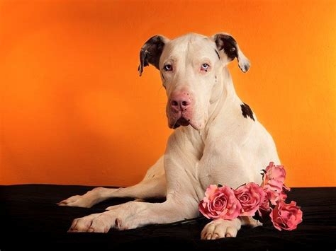 hund pictures   images  facebook tumblr pinterest