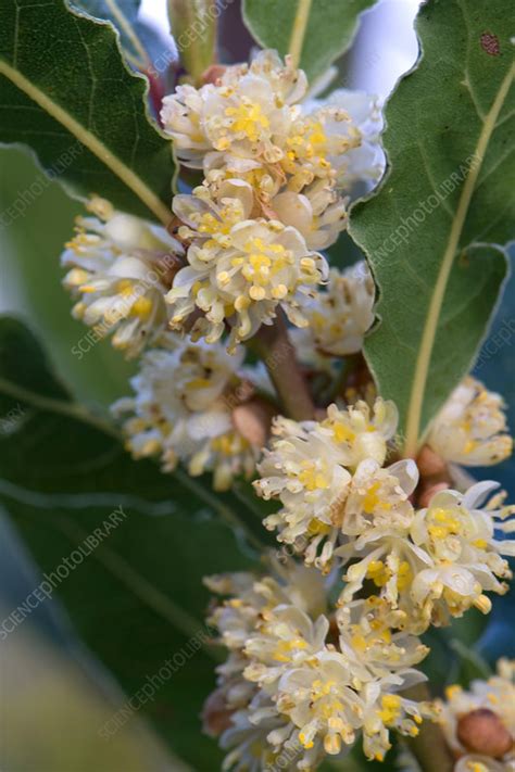 Bay laurel flowers - Stock Image - C044/6219 - Science Photo Library