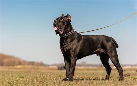 How Big Are Cane Corsos With Size And Growth Chart Dogster