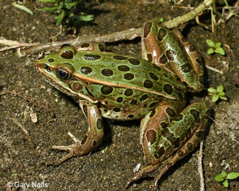 Northern Leopard Frog Lithobates Pipiens