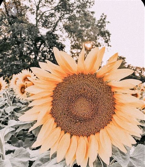 Sunflower Aesthetic Collage Hd Phone Wallpaper Pxfuel