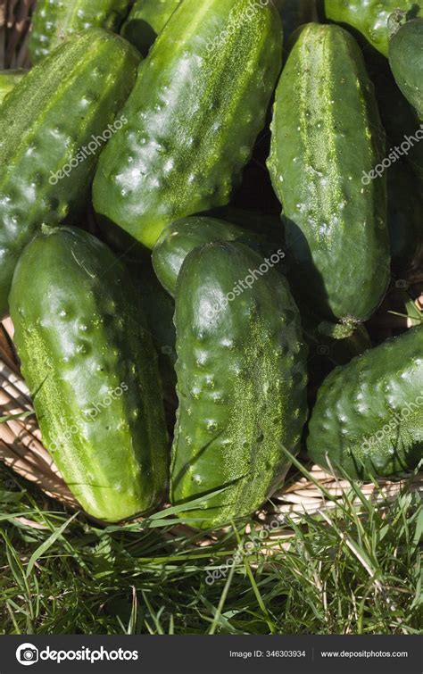 Gherkin Pickle Cucumis Sativus Vegetable Garden Normandy Stock Photo By