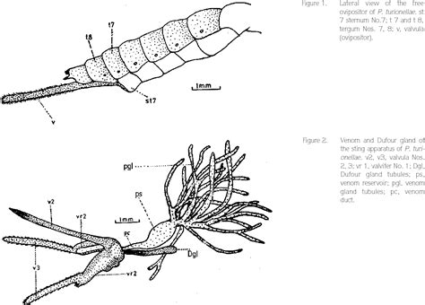 Figure From The Morphology Of The Venom Apparatus And Histology Of